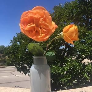 Meet your Posher, Connie